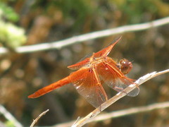 Libellula saturata