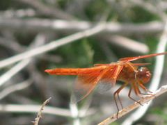 Libellula saturata