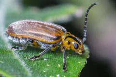 Poneridia semipullata