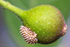 Poneridia semipullata