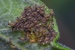 Poneridia semipullata