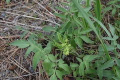 Ligusticum grayi