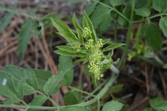 Ligusticum grayi