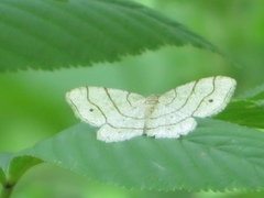 Trigrammia quadrinotaria