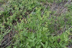 Ligusticum grayi