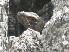 Sauromalus ater