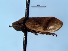 Lepyronia coleoptrata