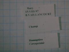 Lepyronia coleoptrata