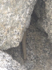 Sauromalus ater