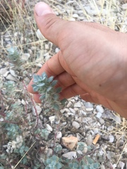 Forsskaolea tenacissima