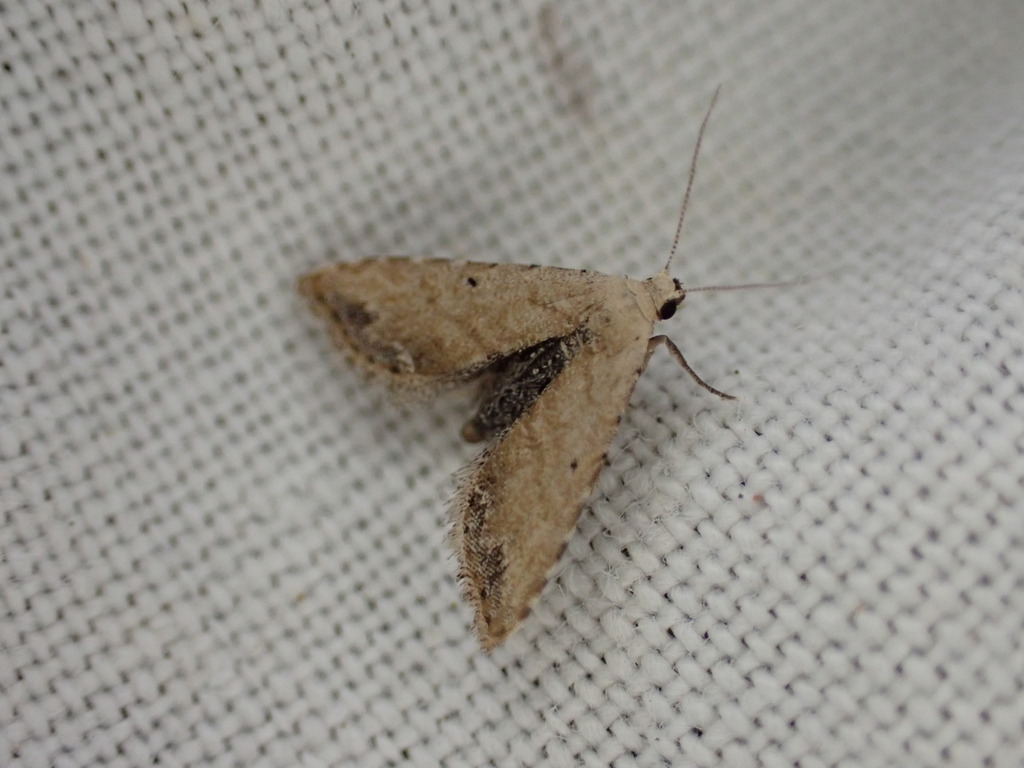 Araeopteron ecphaea