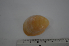 Laevicardium serratum