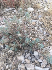 Forsskaolea tenacissima