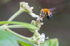 Amegilla cingulata