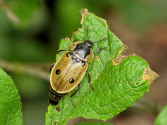 Dendroxena quadrimaculata
