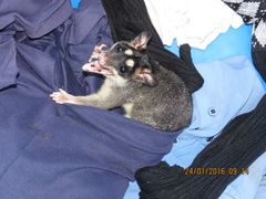 Philander opossum