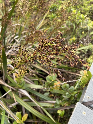 Machaerina angustifolia observed 2024-06-26