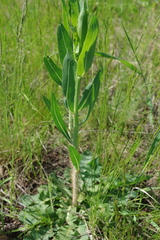 Chondrilla latifolia