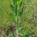 Chondrilla latifolia - Photo (c) Сергей Дудов, alguns direitos reservados (CC BY-NC), uploaded by Сергей Дудов