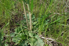 Chondrilla latifolia