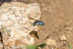 Thyreus caeruleopunctatus