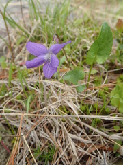 Viola novae-angliae