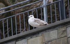 Larus michahellis