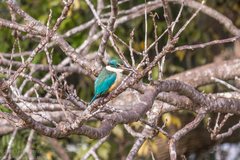 Todiramphus sanctus sanctus