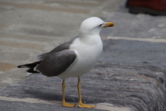 Larus michahellis