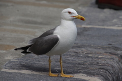 Larus michahellis