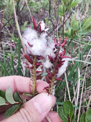 Alaska Bog Willow (Salix fuscescens)