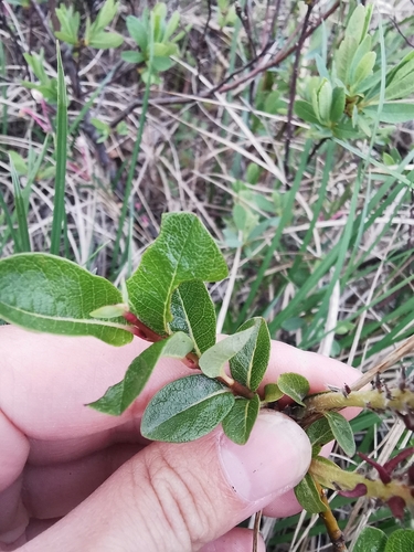 Image of Salix fuscescens by (c) Валерия Ковалева, some rights reserved (CC BY)