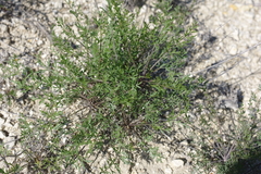 Pimpinella tragium