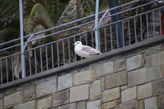 Larus michahellis