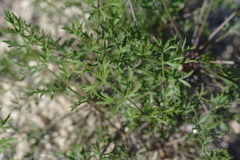 Pimpinella tragium