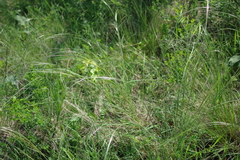 Stipa dasyphylla