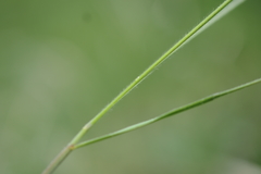 Stipa dasyphylla