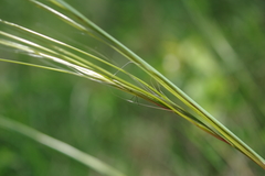 Stipa dasyphylla