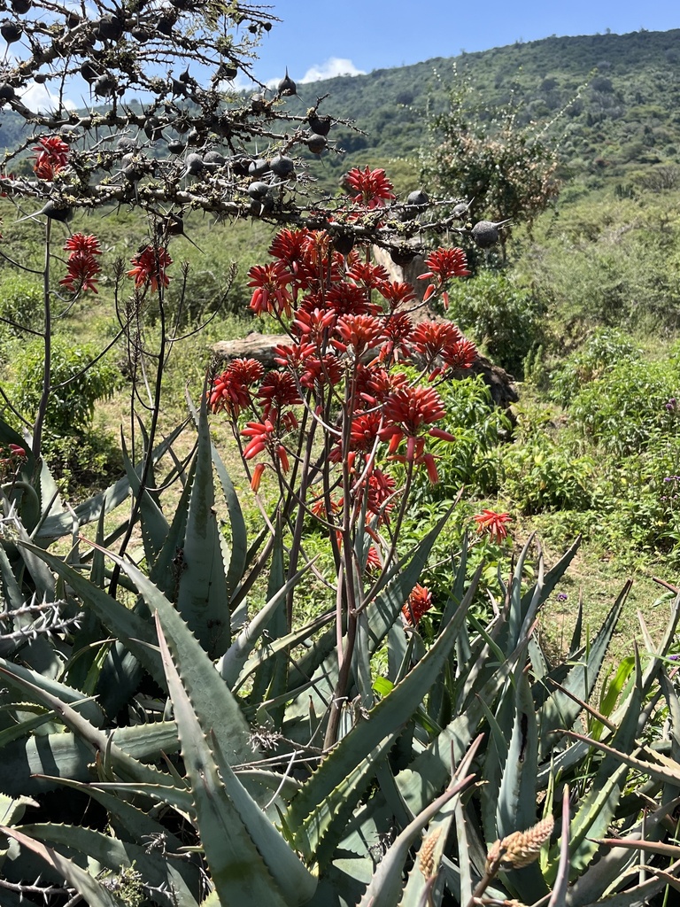 Aloe ngongensis