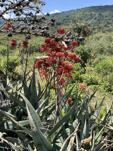 Aloe ngongensis