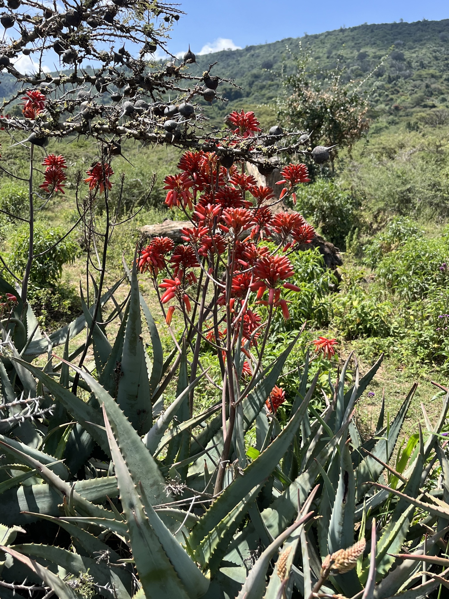 Aloe ngongensis