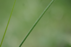 Stipa dasyphylla