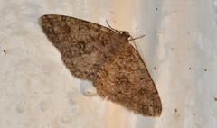 Melanolophia imitata