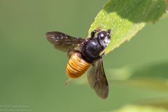 Megachile mystacea