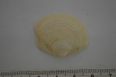Phacoides pectinatus