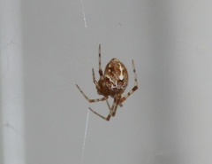 Tidarren sisyphoides