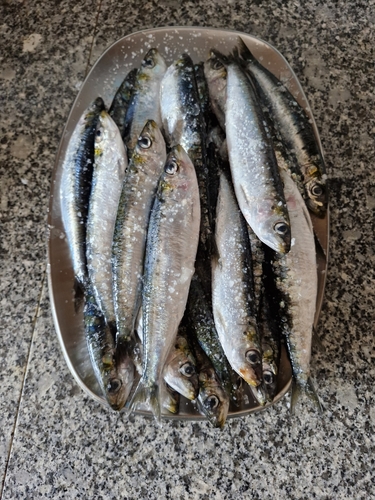 Photo de Sardine européenne (Sardina pilchardus)