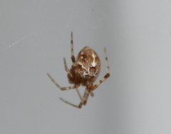 Tidarren sisyphoides