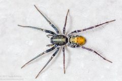 Nyssus luteofinis