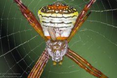 Argiope kochi